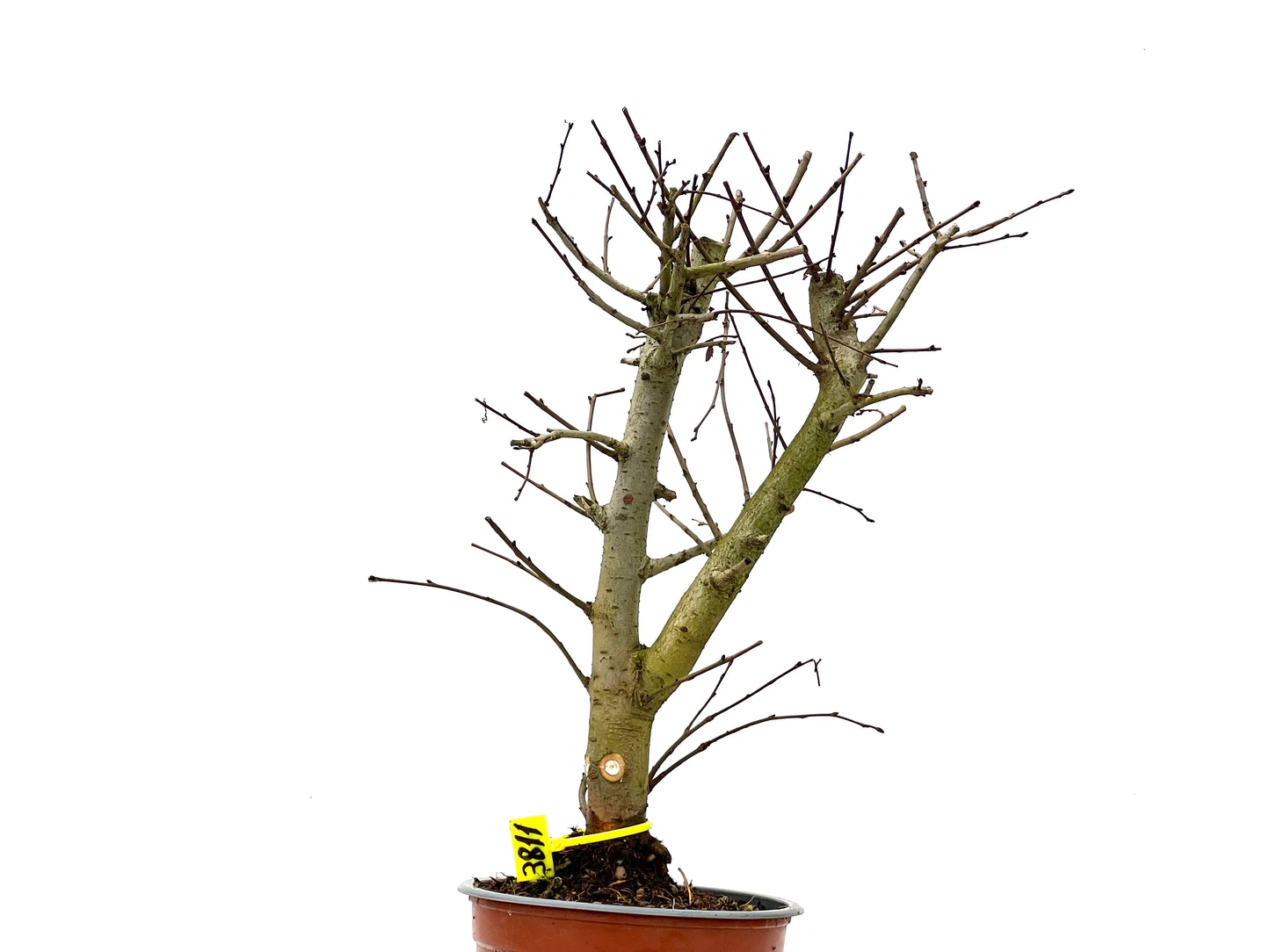 Ulmus Minor 3811