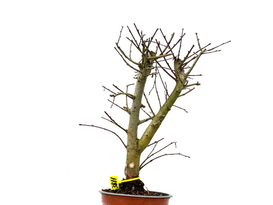 Ulmus Minor 3811