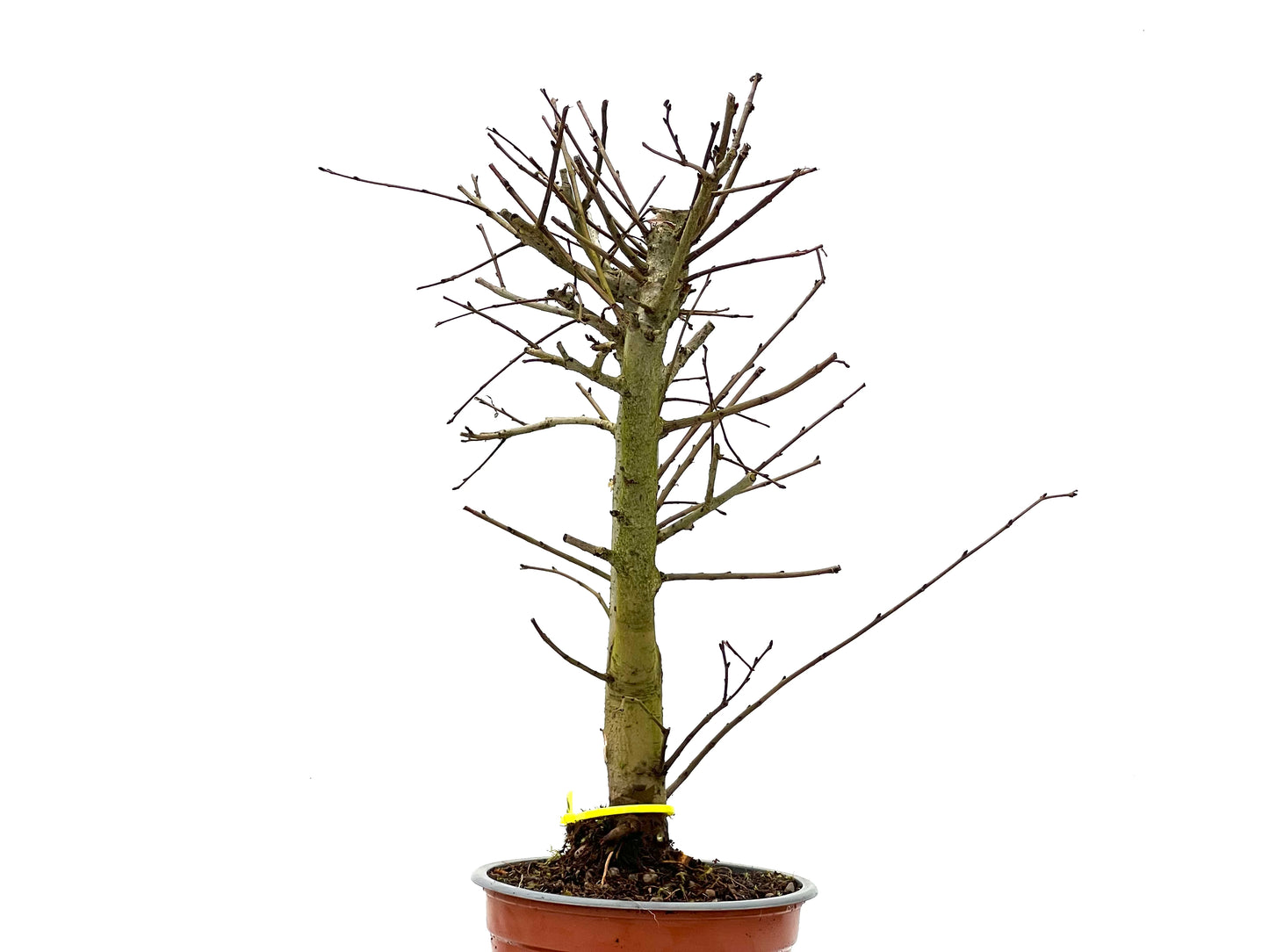 Ulmus Minor 3811