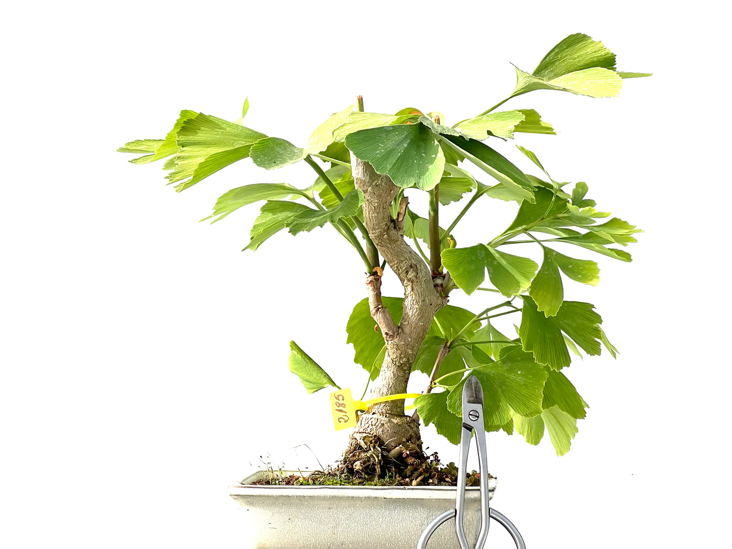 Ginkgo Biloba 2185