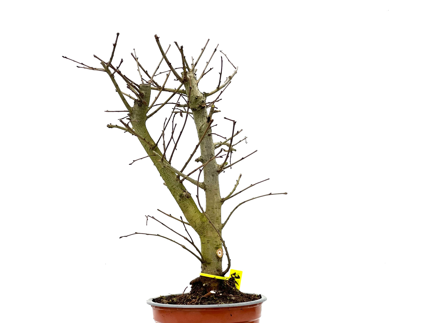 Ulmus Minor 3811