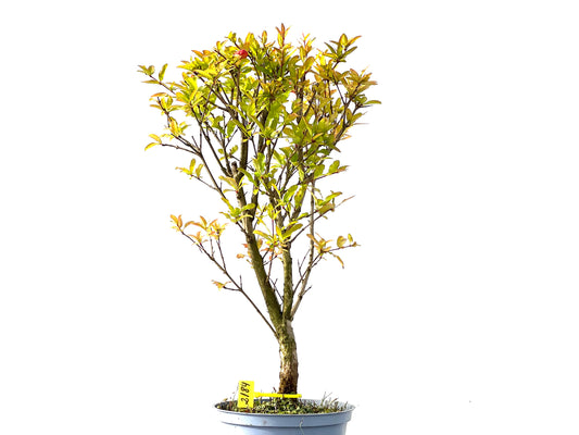 Punica Granatum Nana 2184