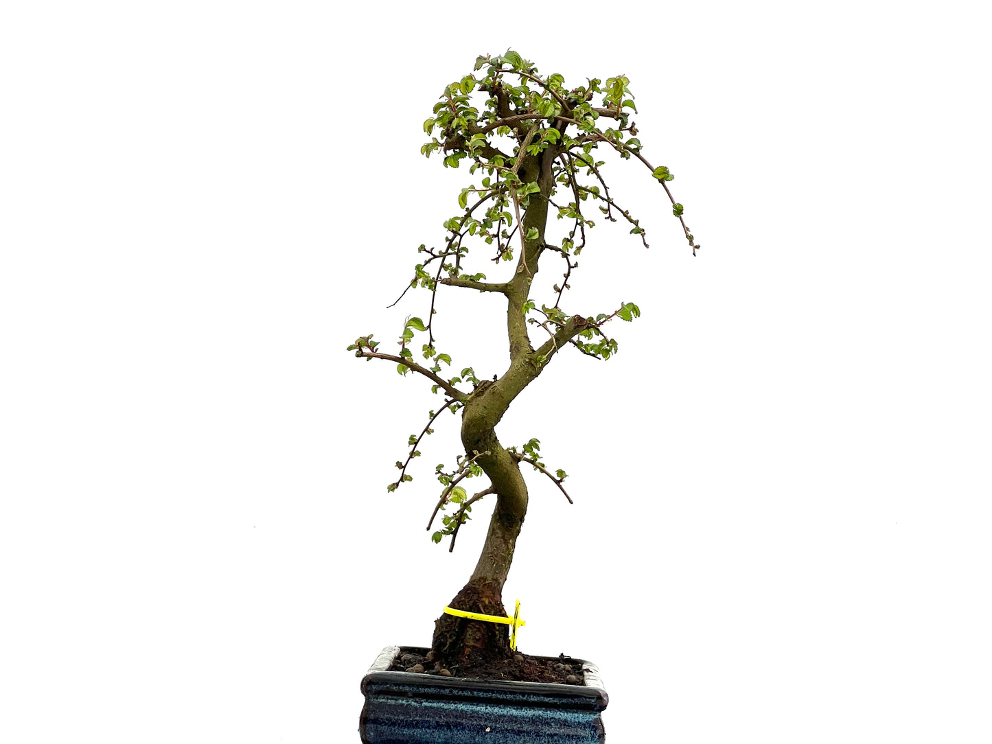 Ulmus Parvifolia 3782