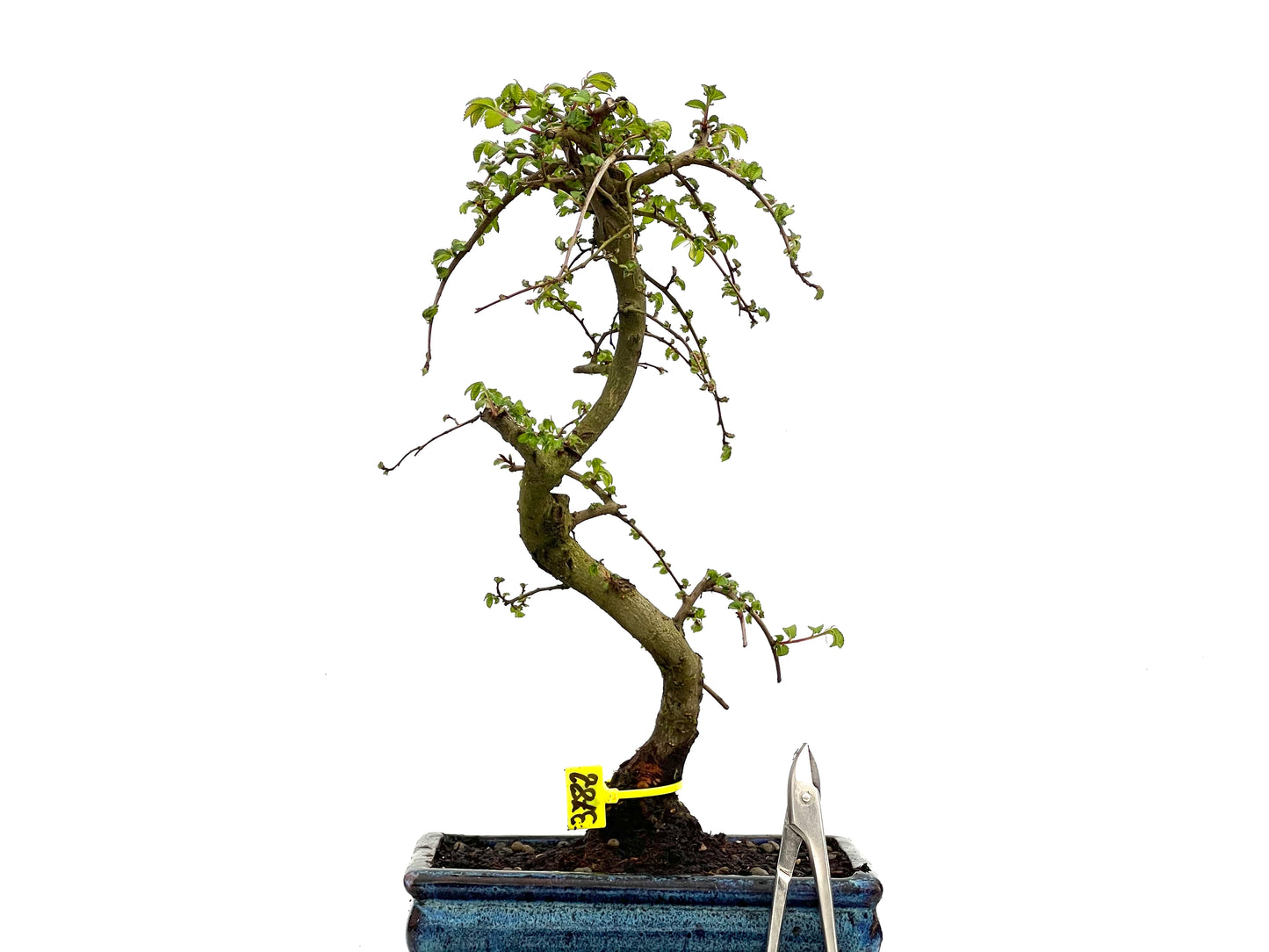 Ulmus Parvifolia 3782