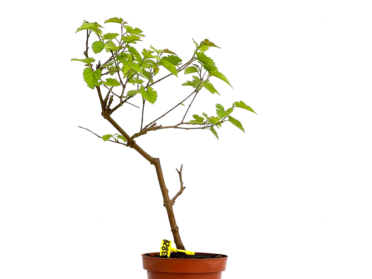 Morus Alba 3829
