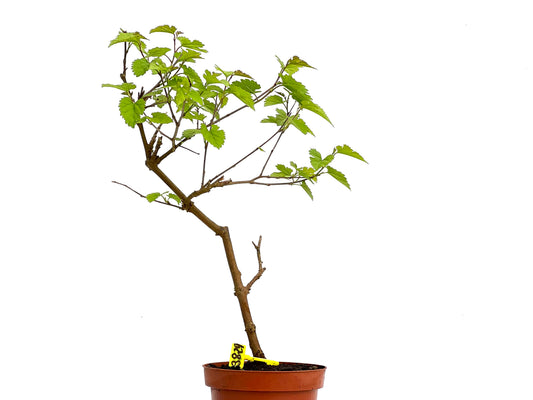Morus Alba 3829