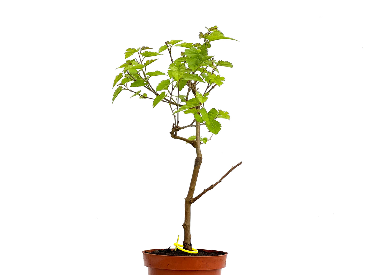 Morus Alba 3829