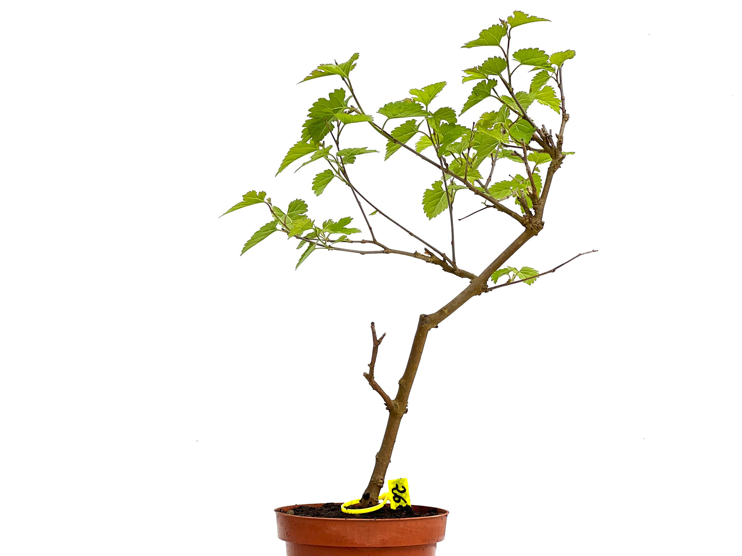 Morus Alba 3829