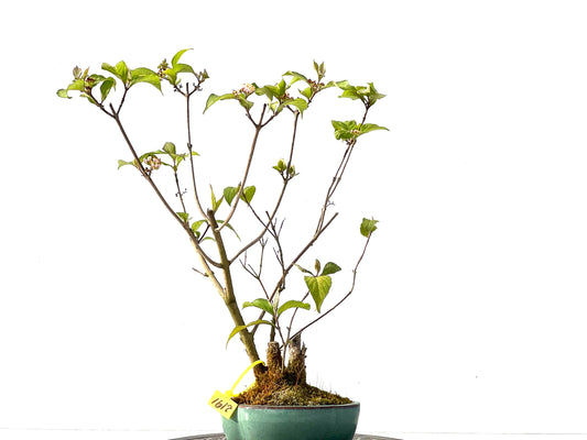 Callicarpa Japonica 2191