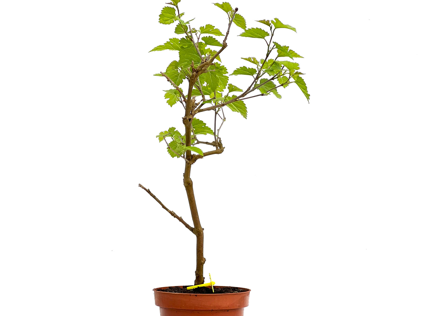 Morus Alba 3829