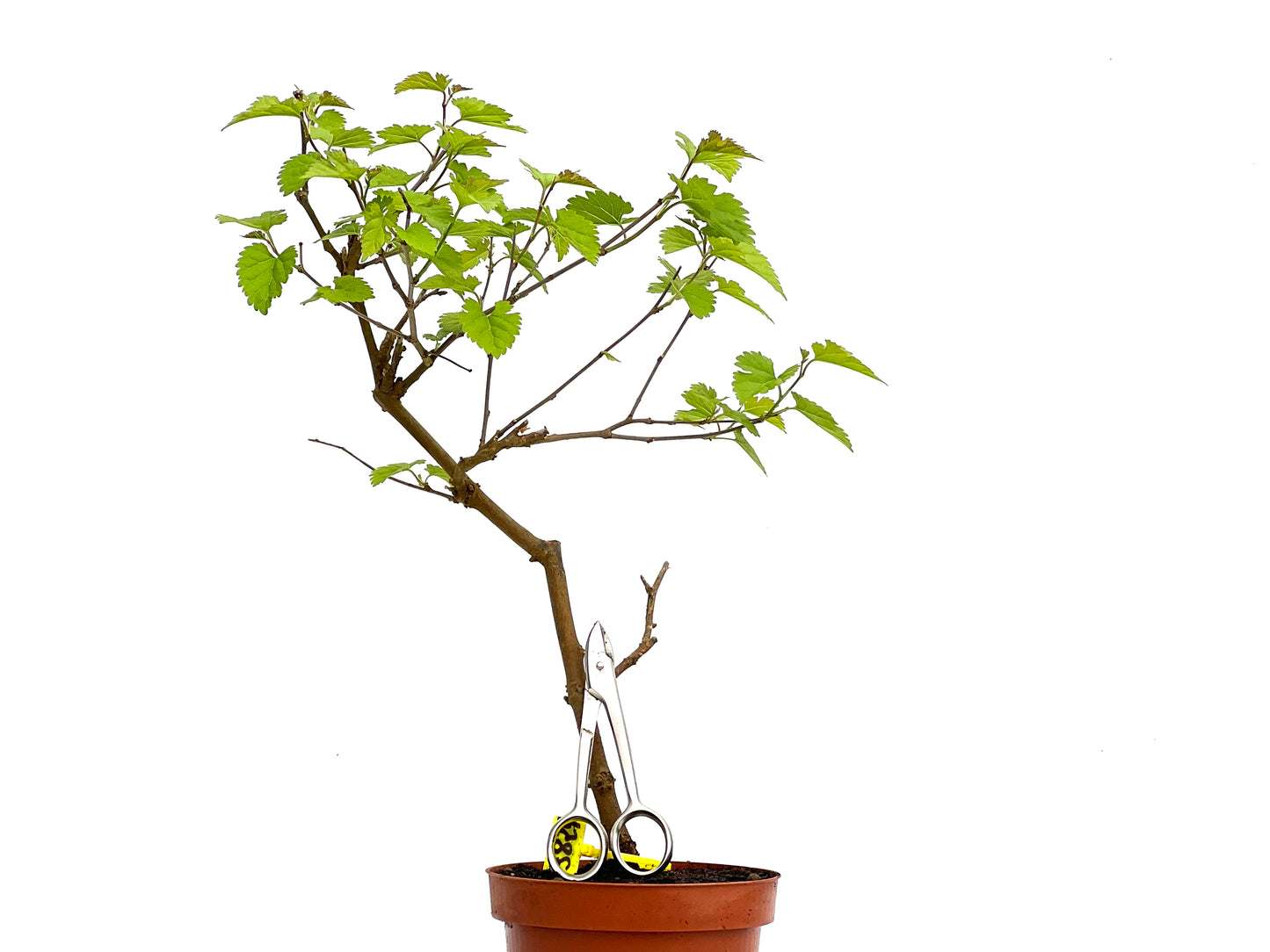 Morus Alba 3829