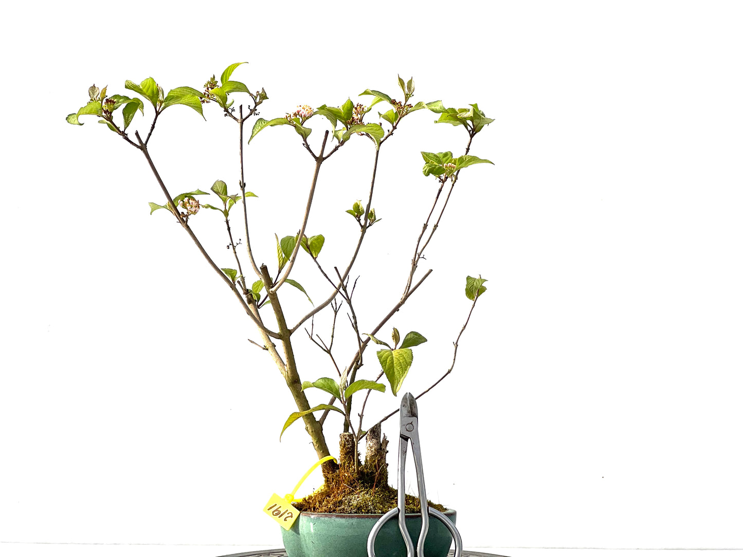 Callicarpa Japonica 2191