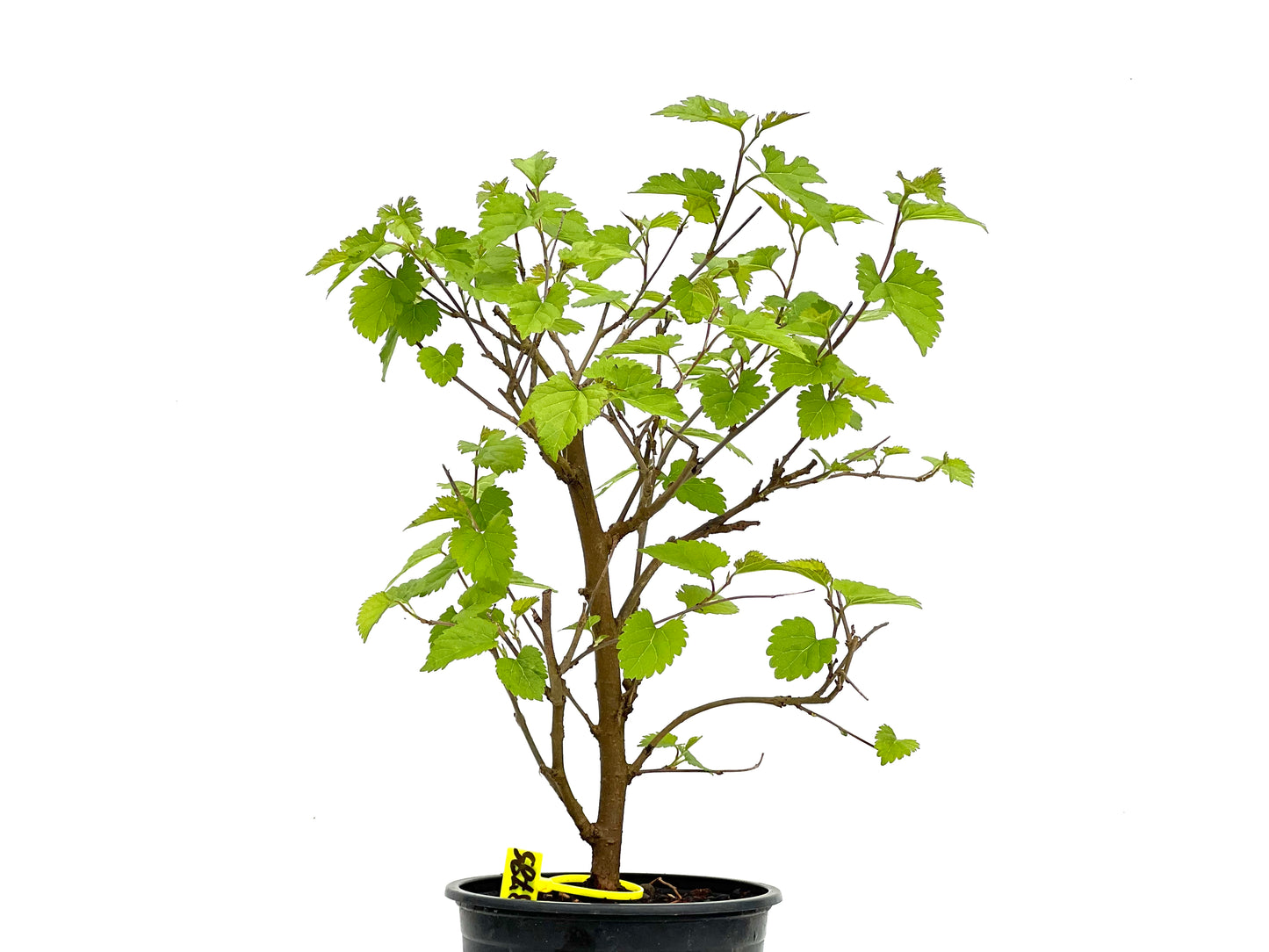 Morus Alba 3785