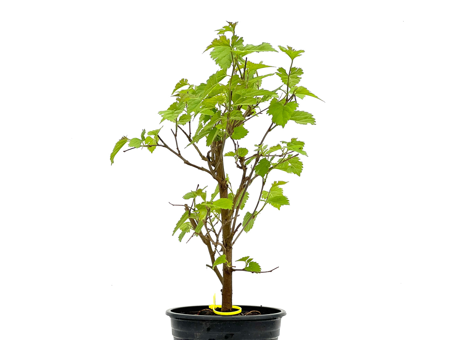 Morus Alba 3785