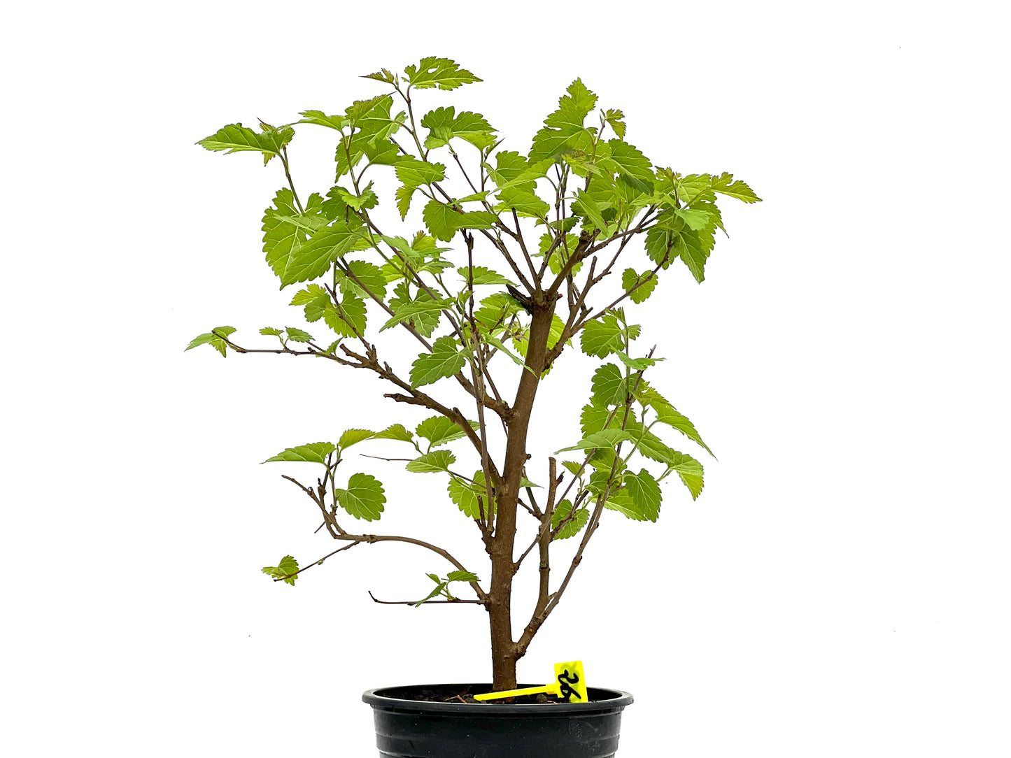 Morus Alba 3785