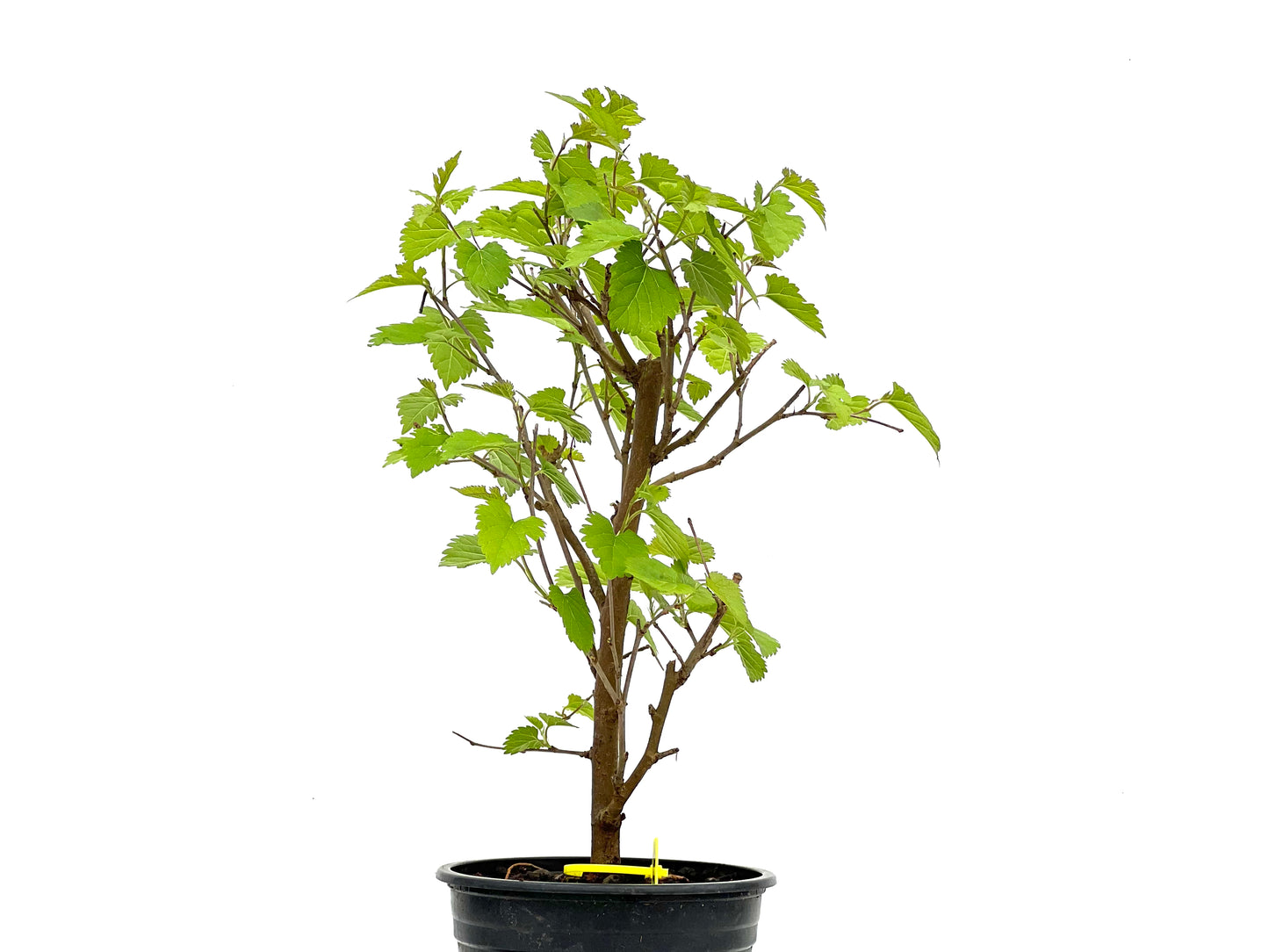 Morus Alba 3785
