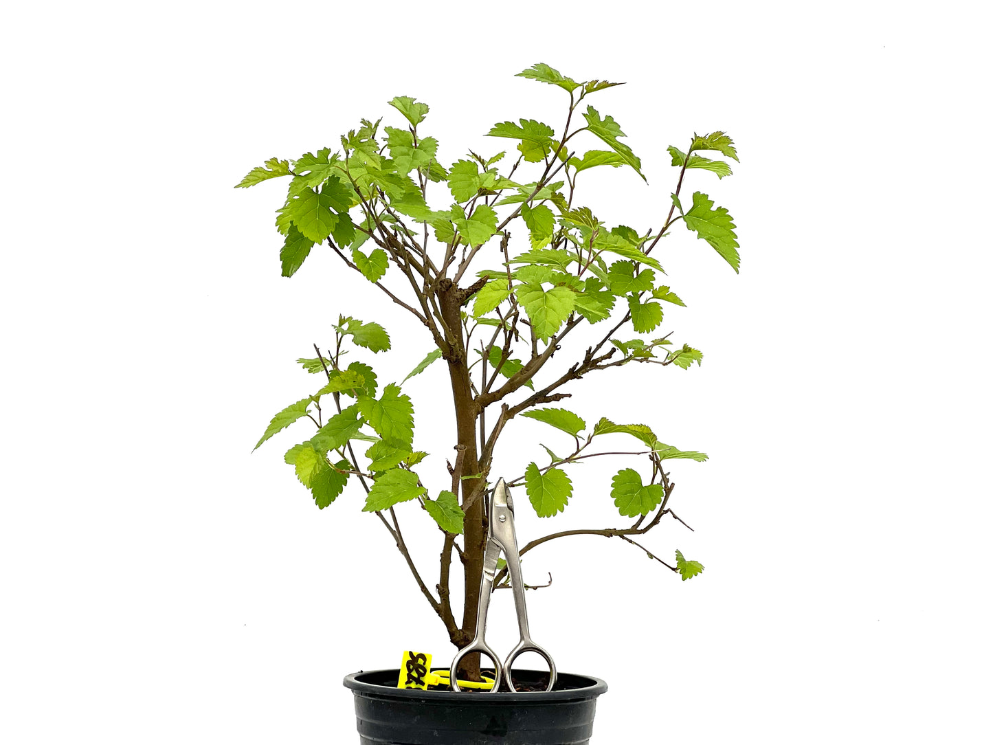 Morus Alba 3785