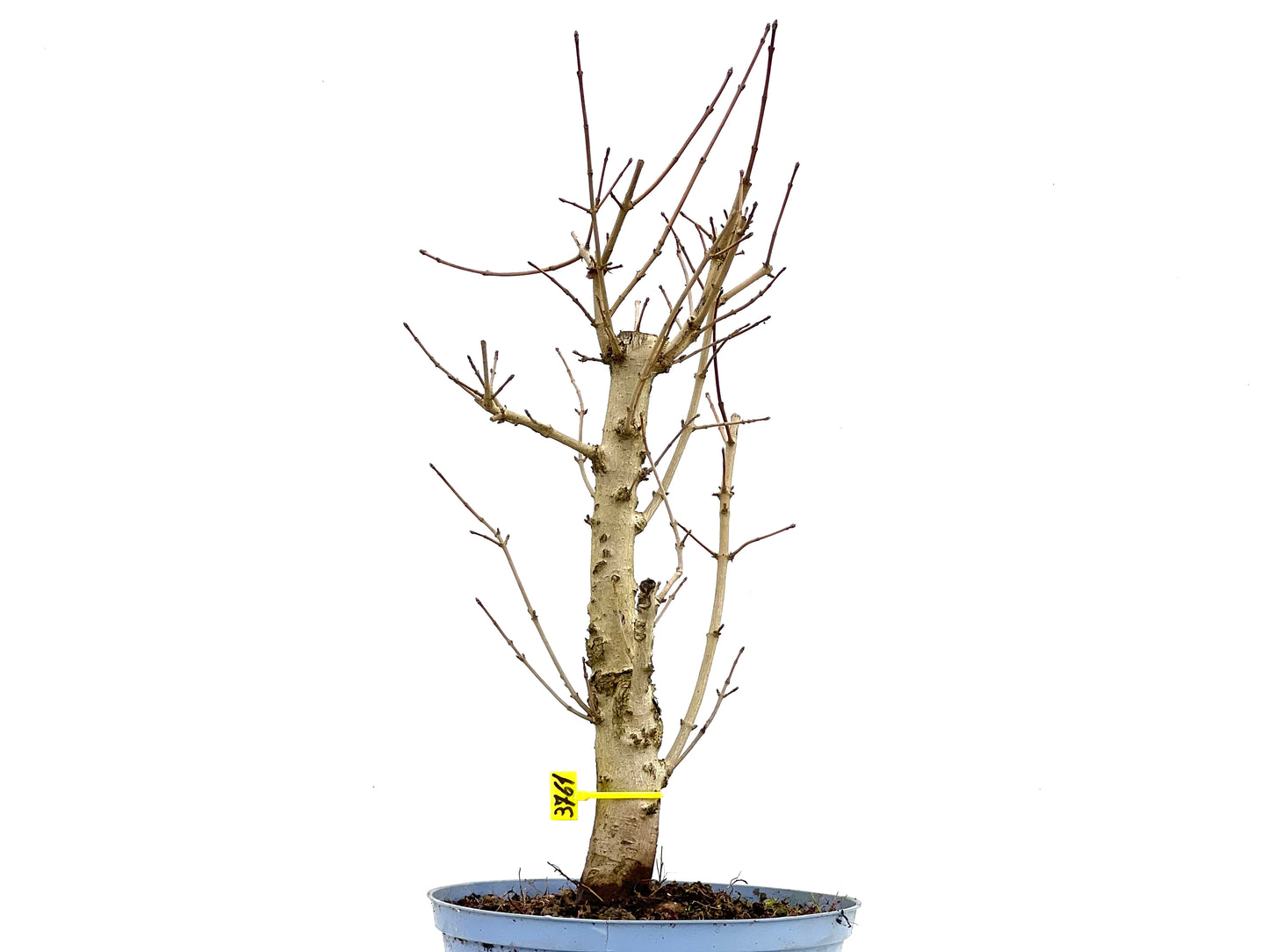 Acer Campestris 3761