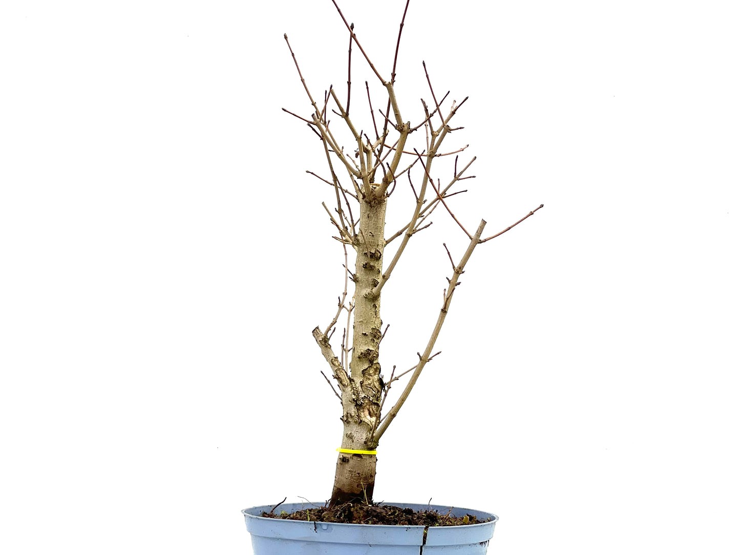 Acer Campestris 3761