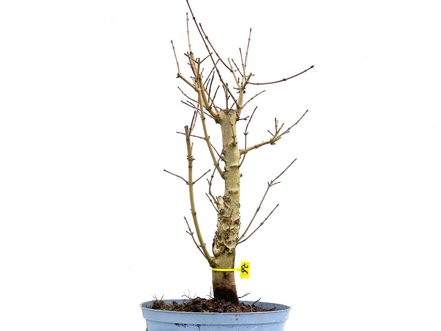 Acer Campestris 3761