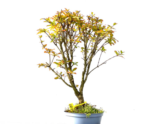 Punica Granatum Nana 2187