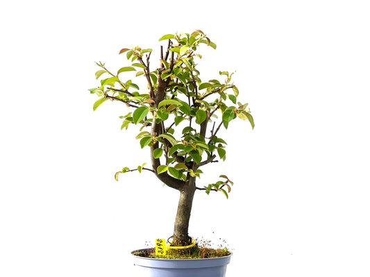 Pseudocidonia Sinensis 2192