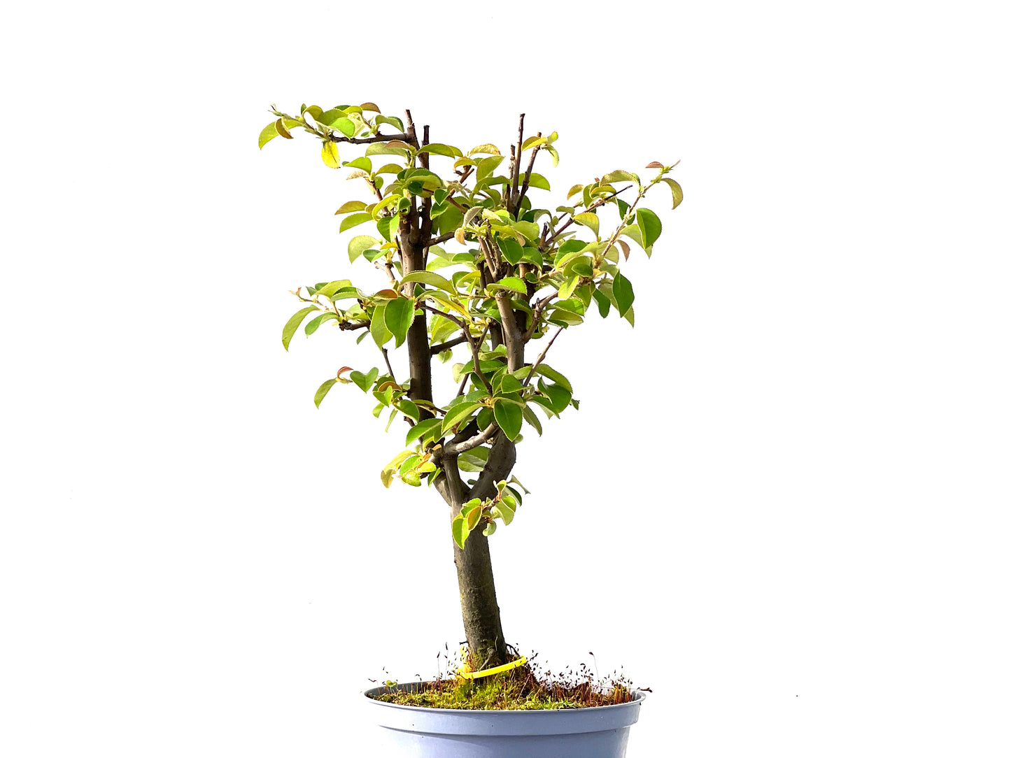 Pseudocidonia Sinensis 2192