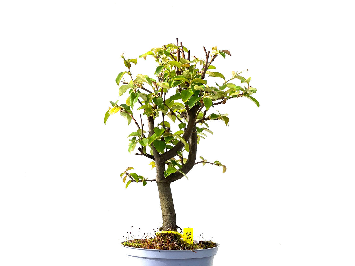 Pseudocidonia Sinensis 2192