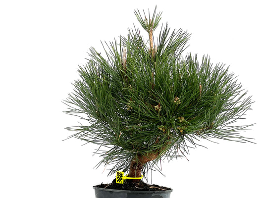 Pinus Thunbergii 3828