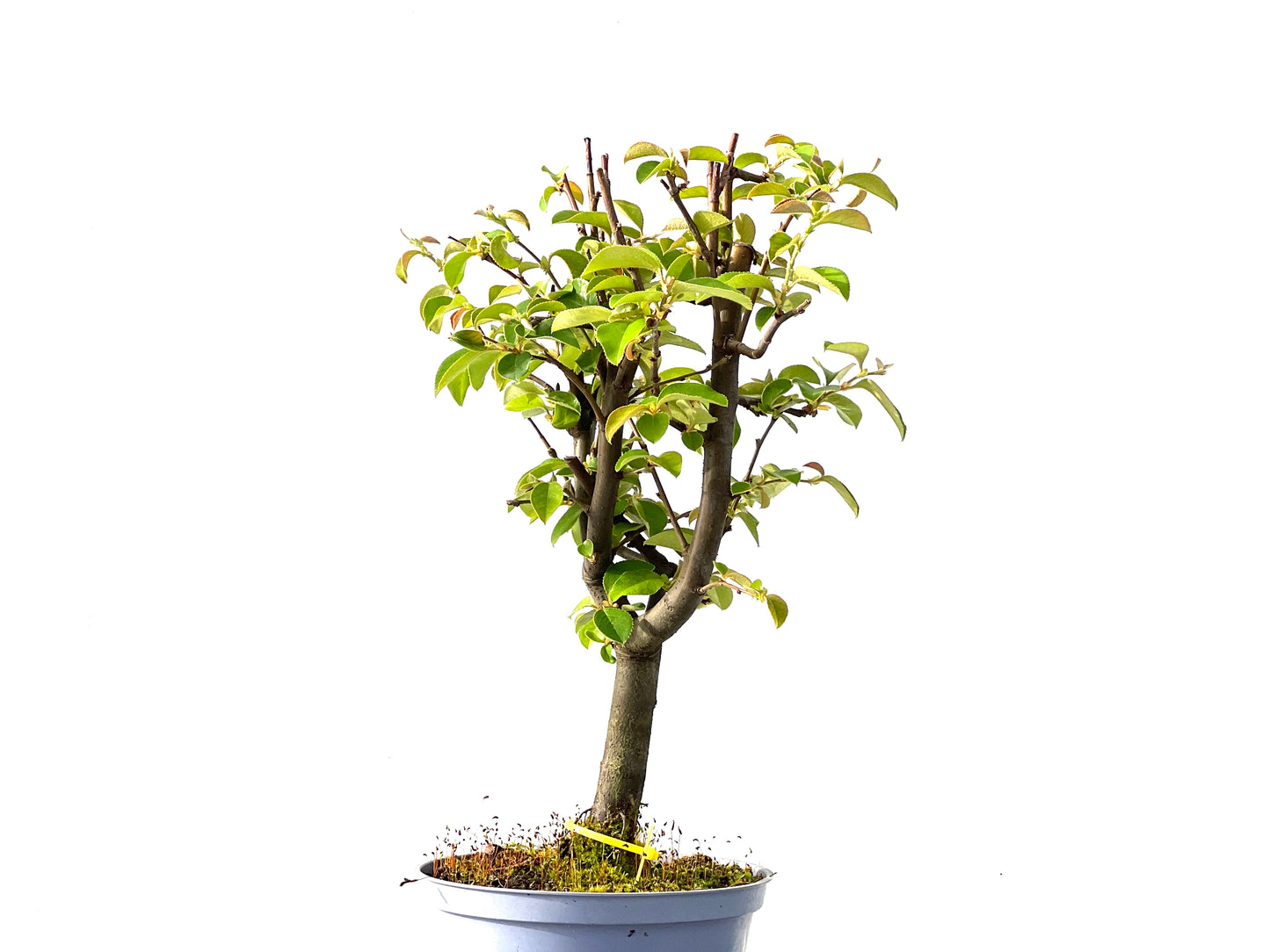 Pseudocidonia Sinensis 2192