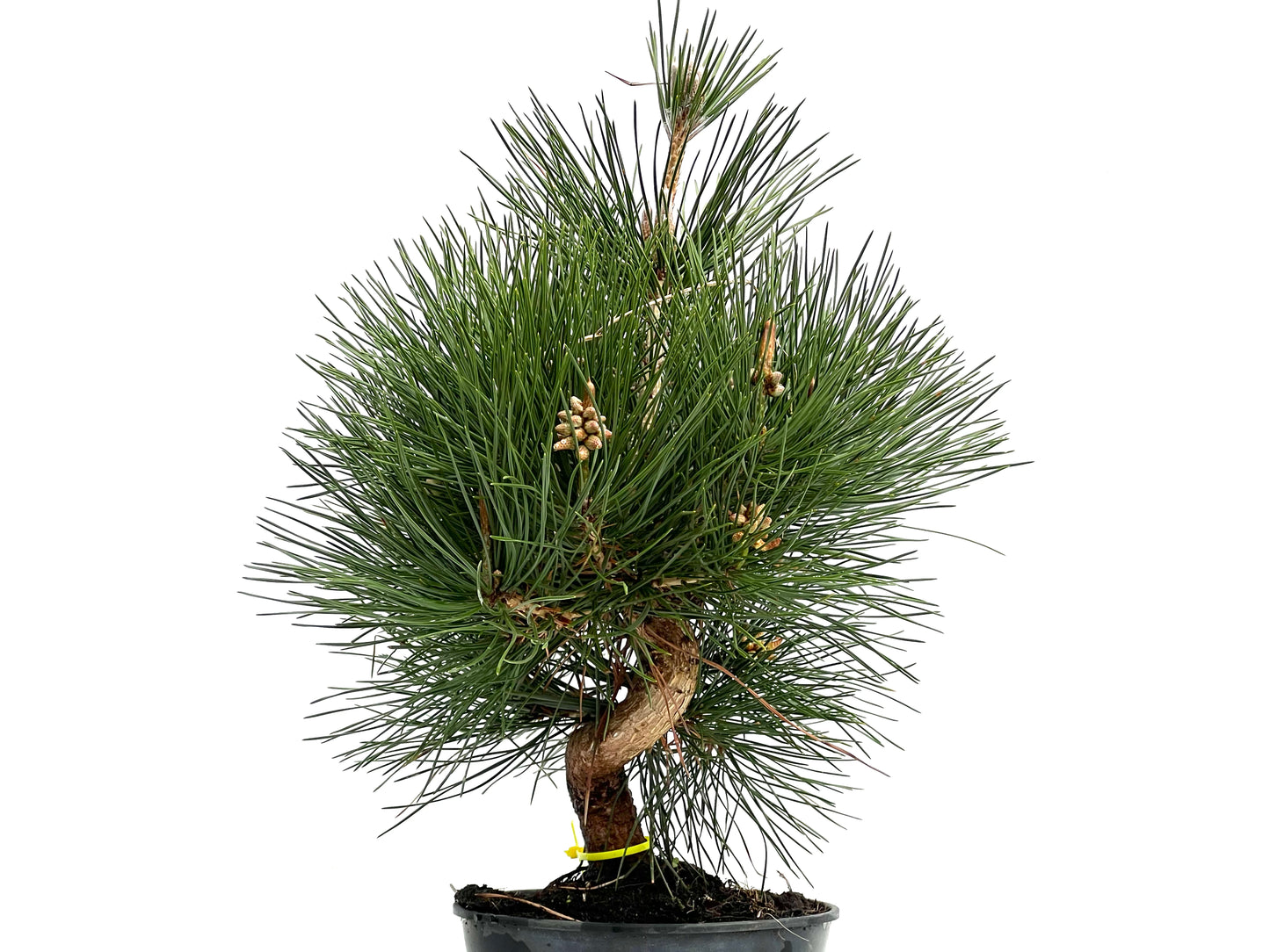 Pinus Thunbergii 3828