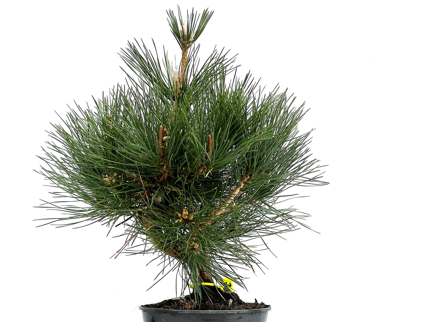 Pinus Thunbergii 3828