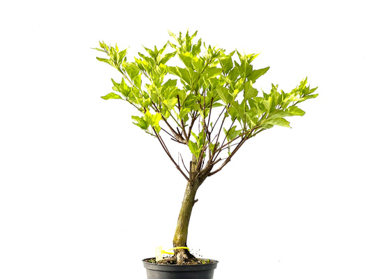 Premna Japonica 2193