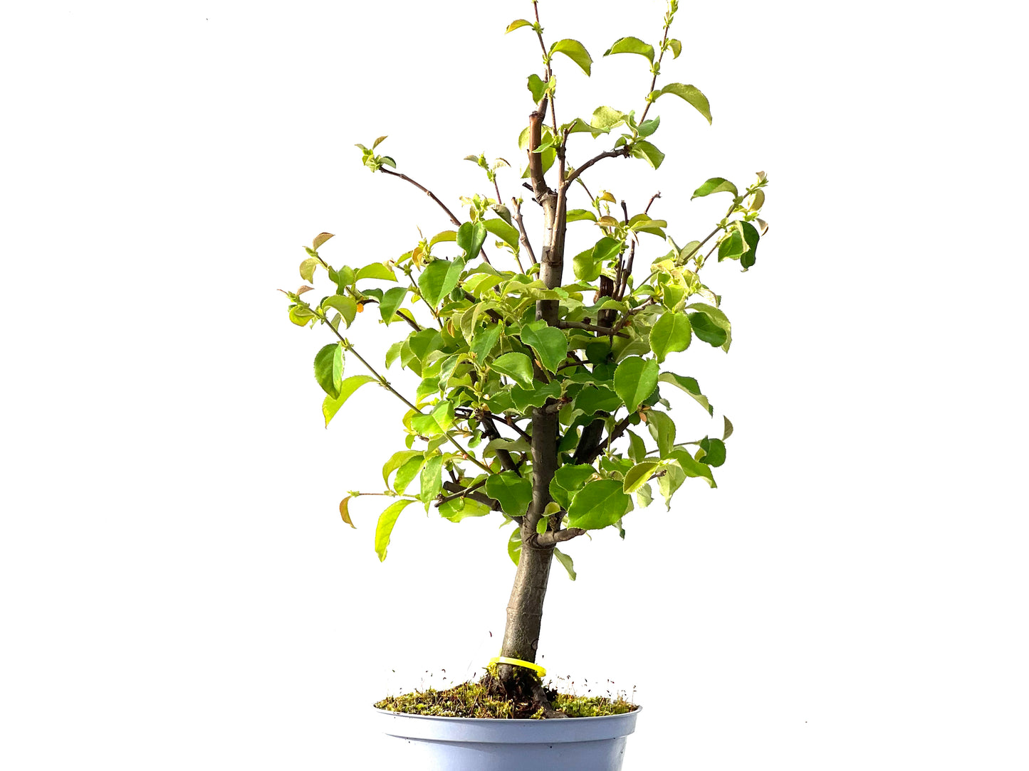 Pseudocidonia Sinensis 2189