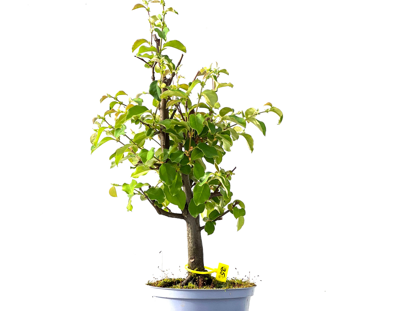 Pseudocidonia Sinensis 2189