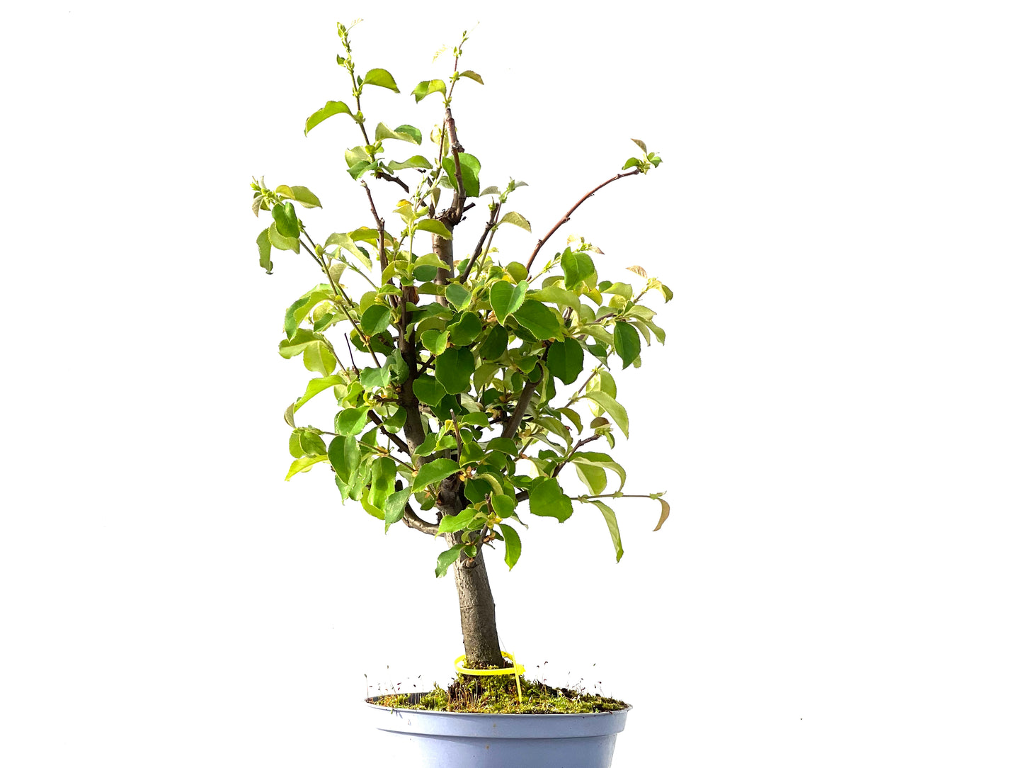 Pseudocidonia Sinensis 2189