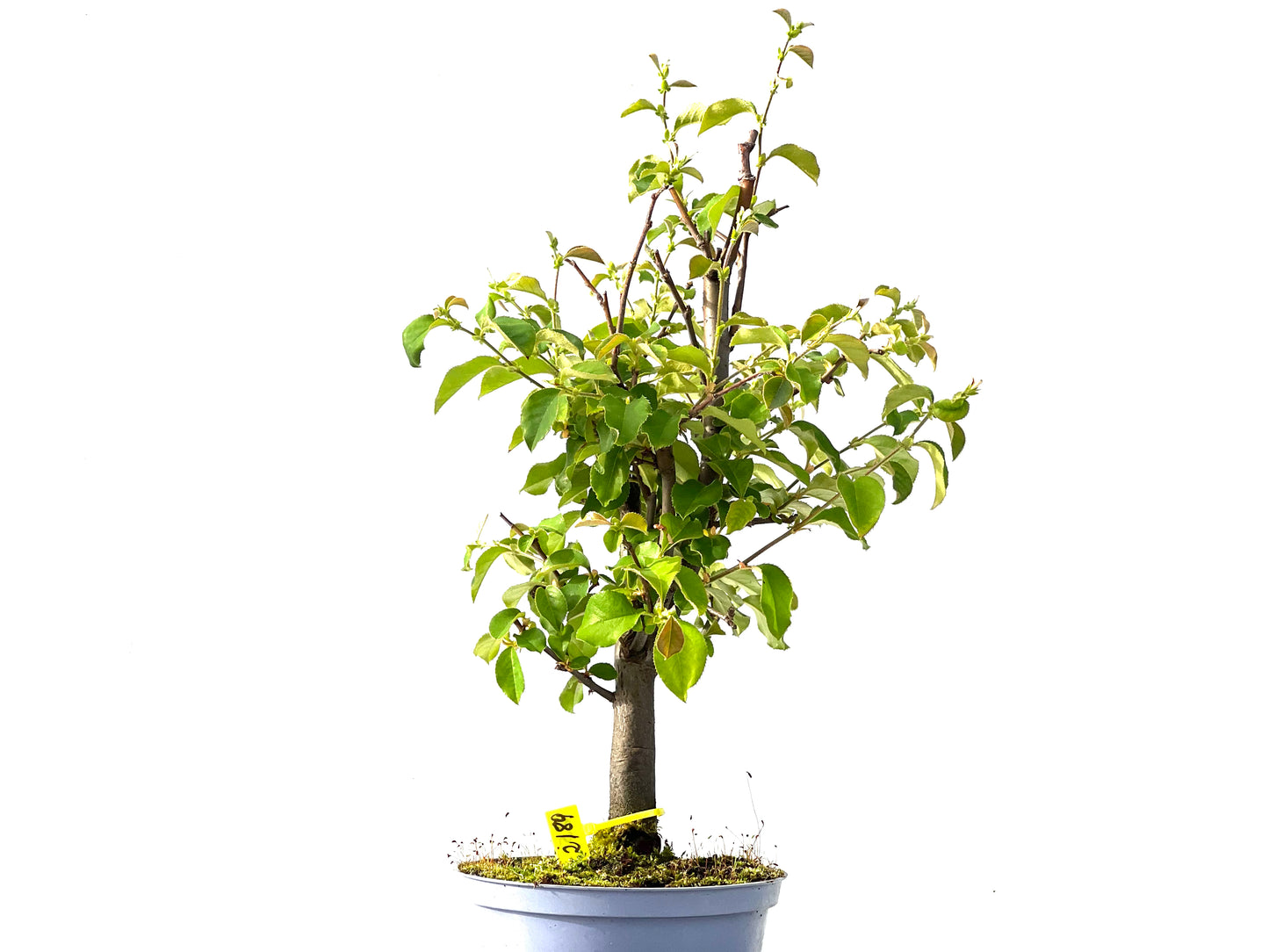 Pseudocidonia Sinensis 2189