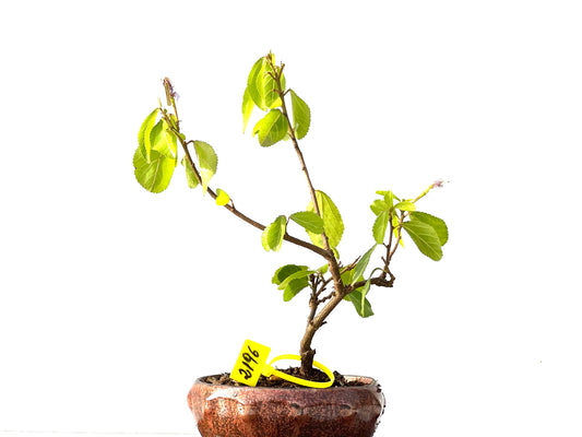 Grewia 2196