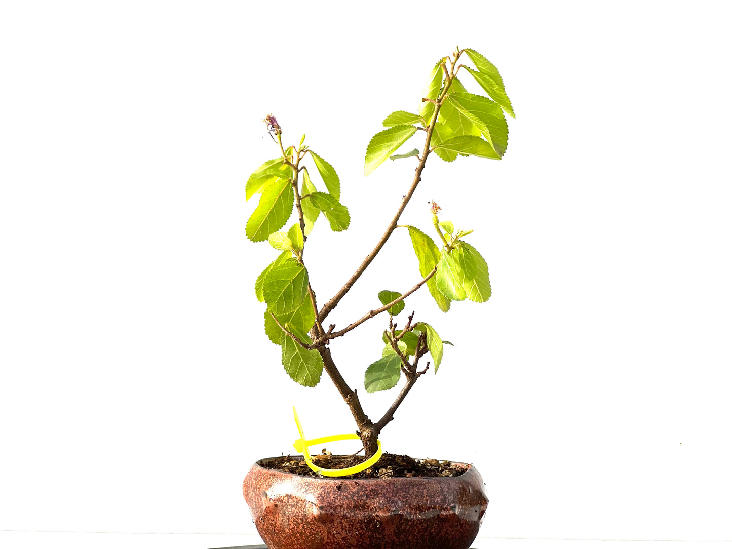 Grewia 2196