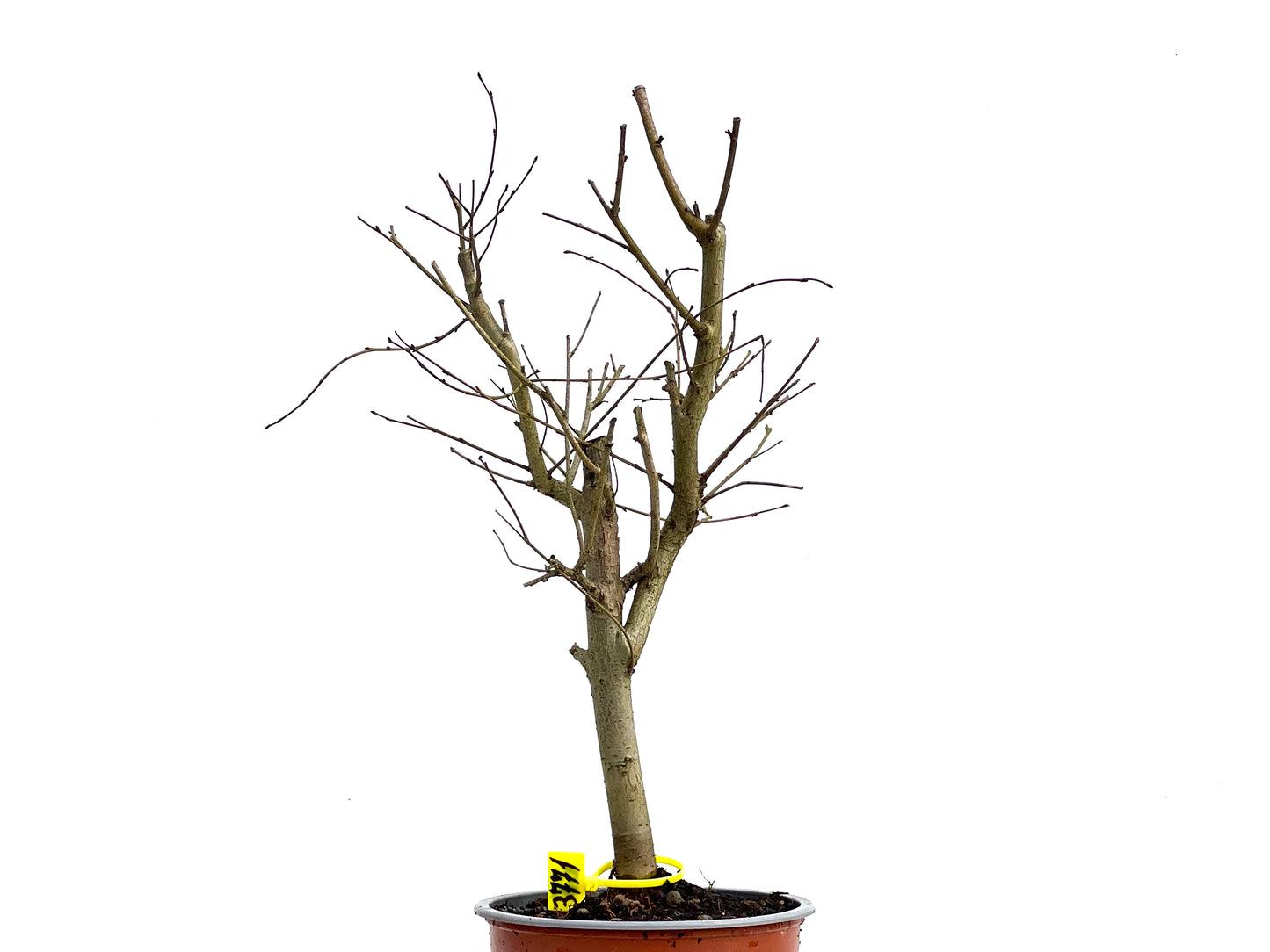 Ulmus Minor 3771