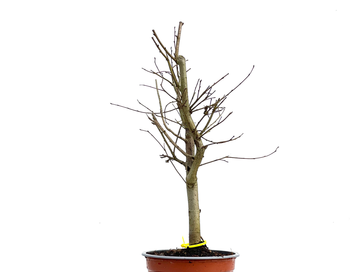Ulmus Minor 3771