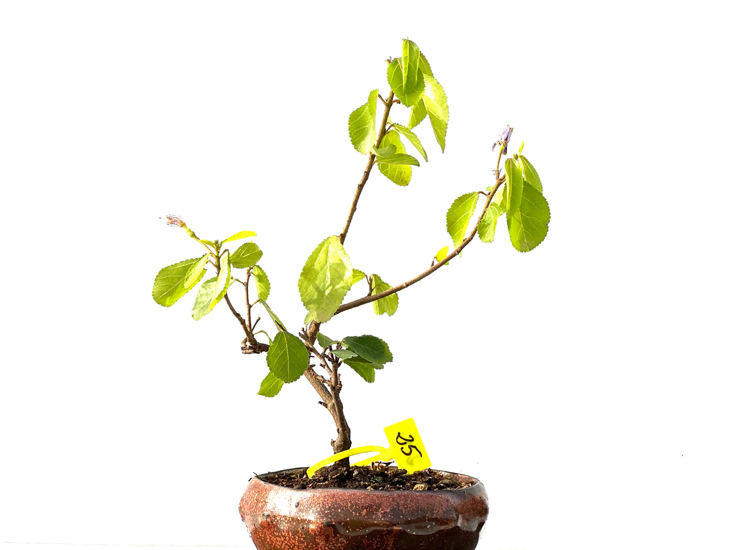 Grewia 2196