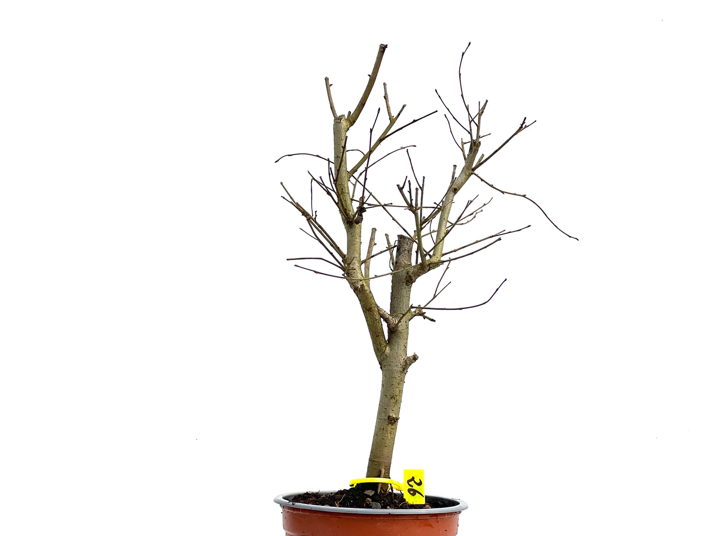 Ulmus Minor 3771