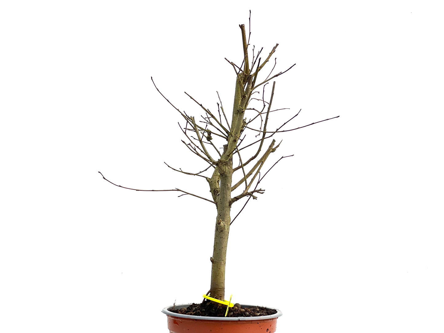 Ulmus Minor 3771