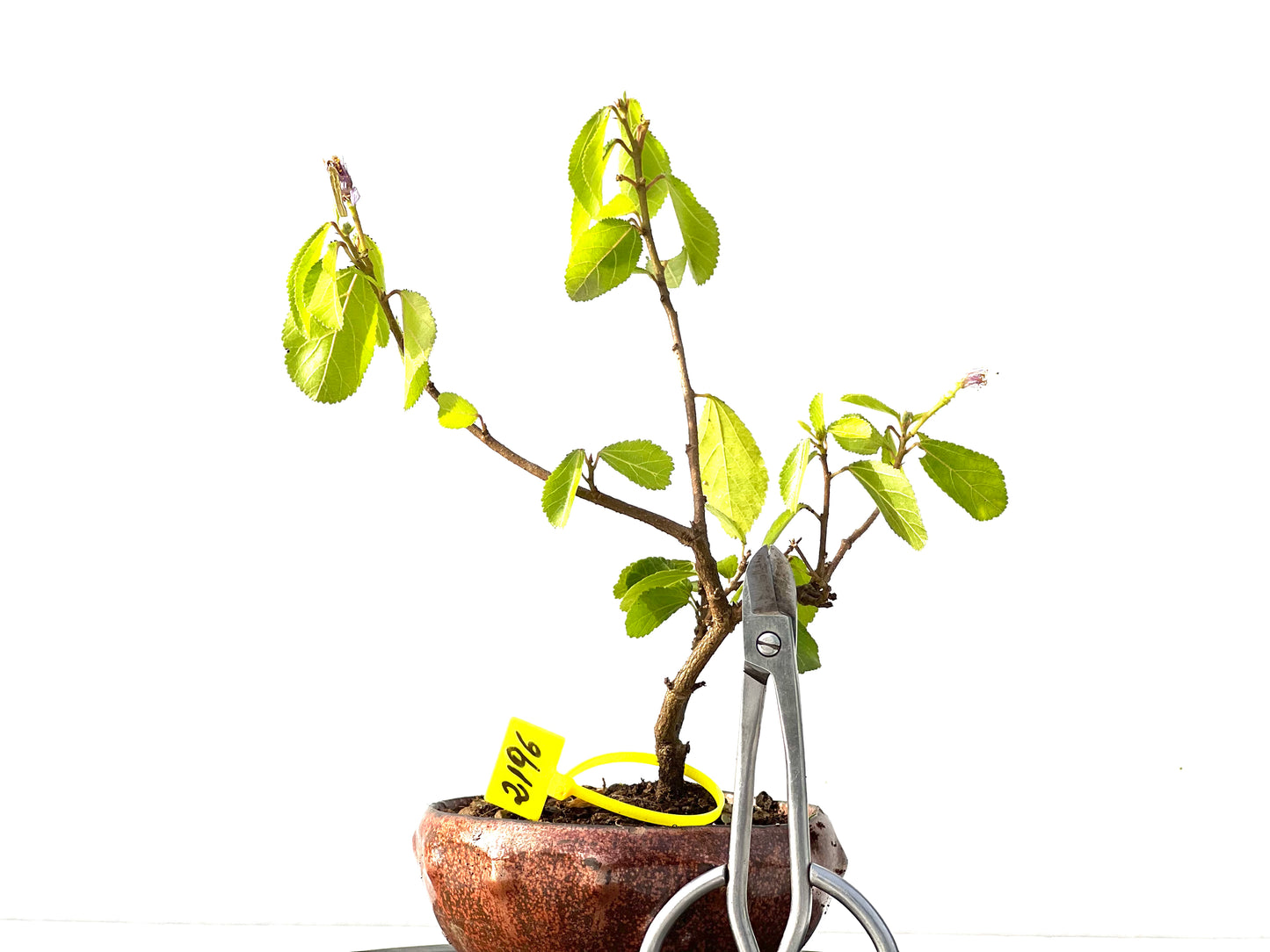 Grewia 2196