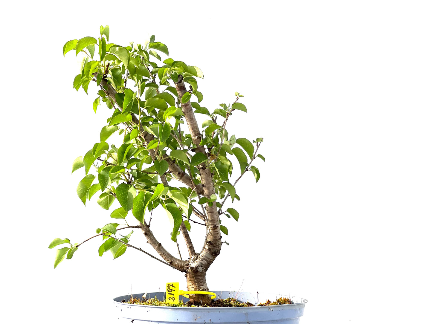Prunus Mahaleb 2197