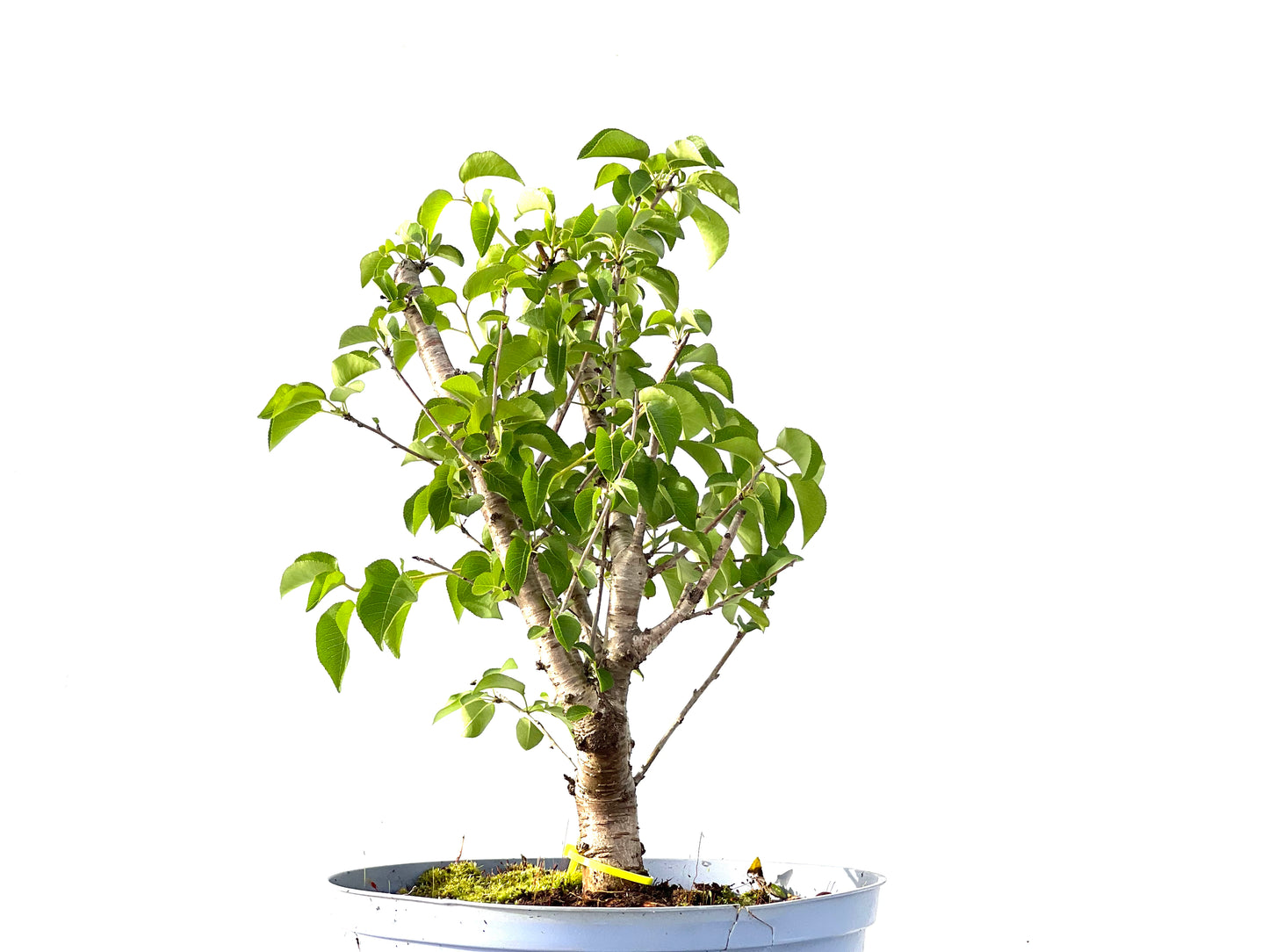 Prunus Mahaleb 2197