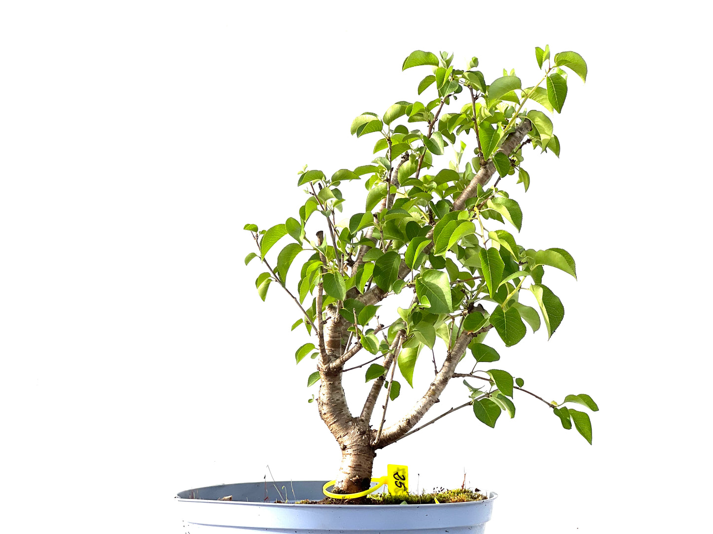 Prunus Mahaleb 2197