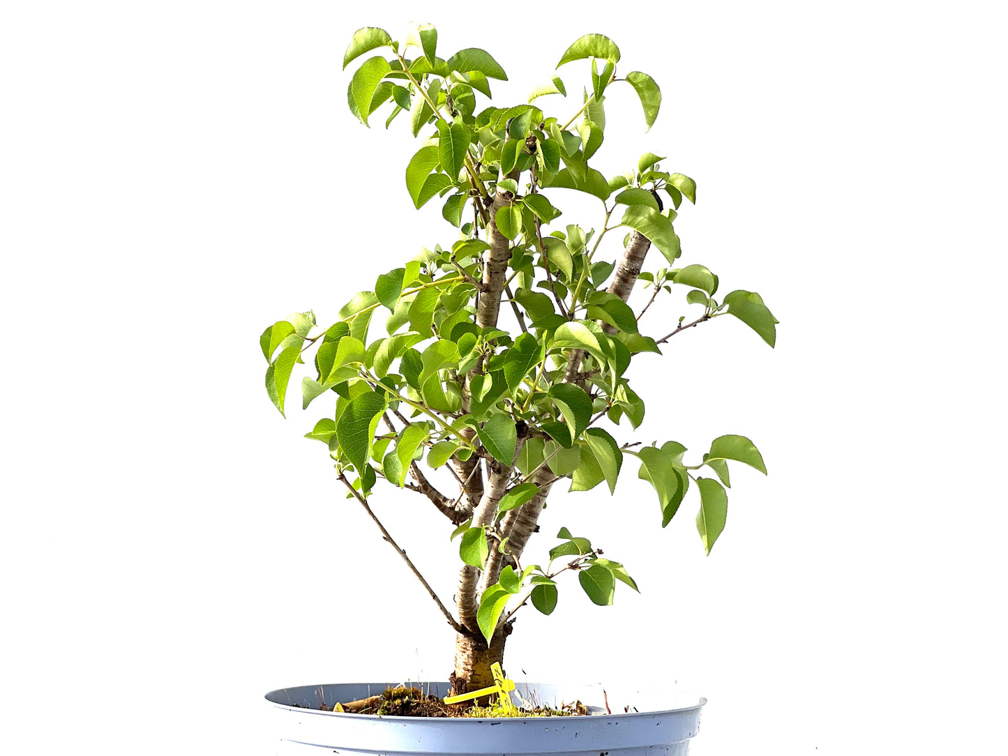 Prunus Mahaleb 2197