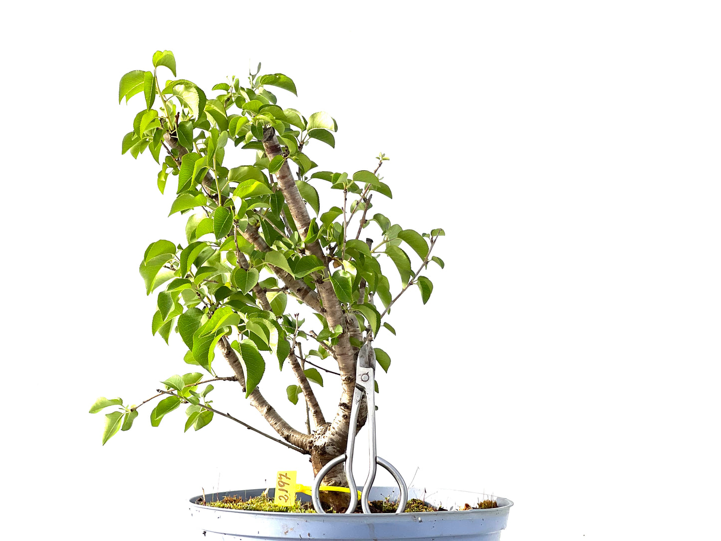 Prunus Mahaleb 2197